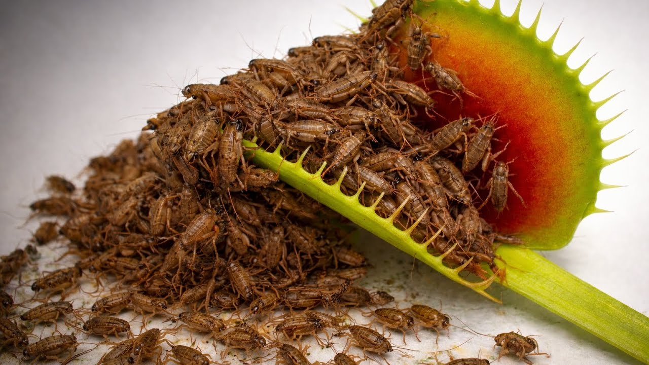 200 Crickets vs The Deadliest Carnivorous Plant