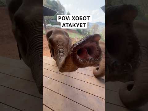 POV: ХОБОТ напал на ЧЕЛОВЕКА #тайланд #животные #еда #пов #pov #путешествия #юмор
