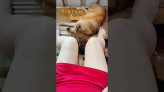 Part529 Bakit Nag Iba Ang Kanyang Posisyon shorts dog animals pets puppy