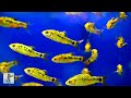 3 HOURS of Relaxing Aquarium Fish 🐠 Calming Fish, Aquarium &amp; Relaxing Piano Music for Stress Relief.