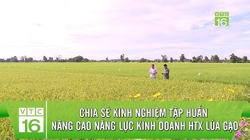 Chia sẻ kinh nghiệm tập huấn nâng cao năng lực kinh doanh HTX lúa gạo | VTC16