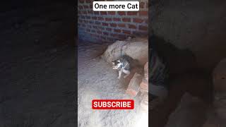 One more Cat#catowners #catshorts #catvideos #indonesiancats