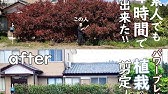 レッドロビンの植え付け方や育て方など ガーデニング 園芸 Youtube