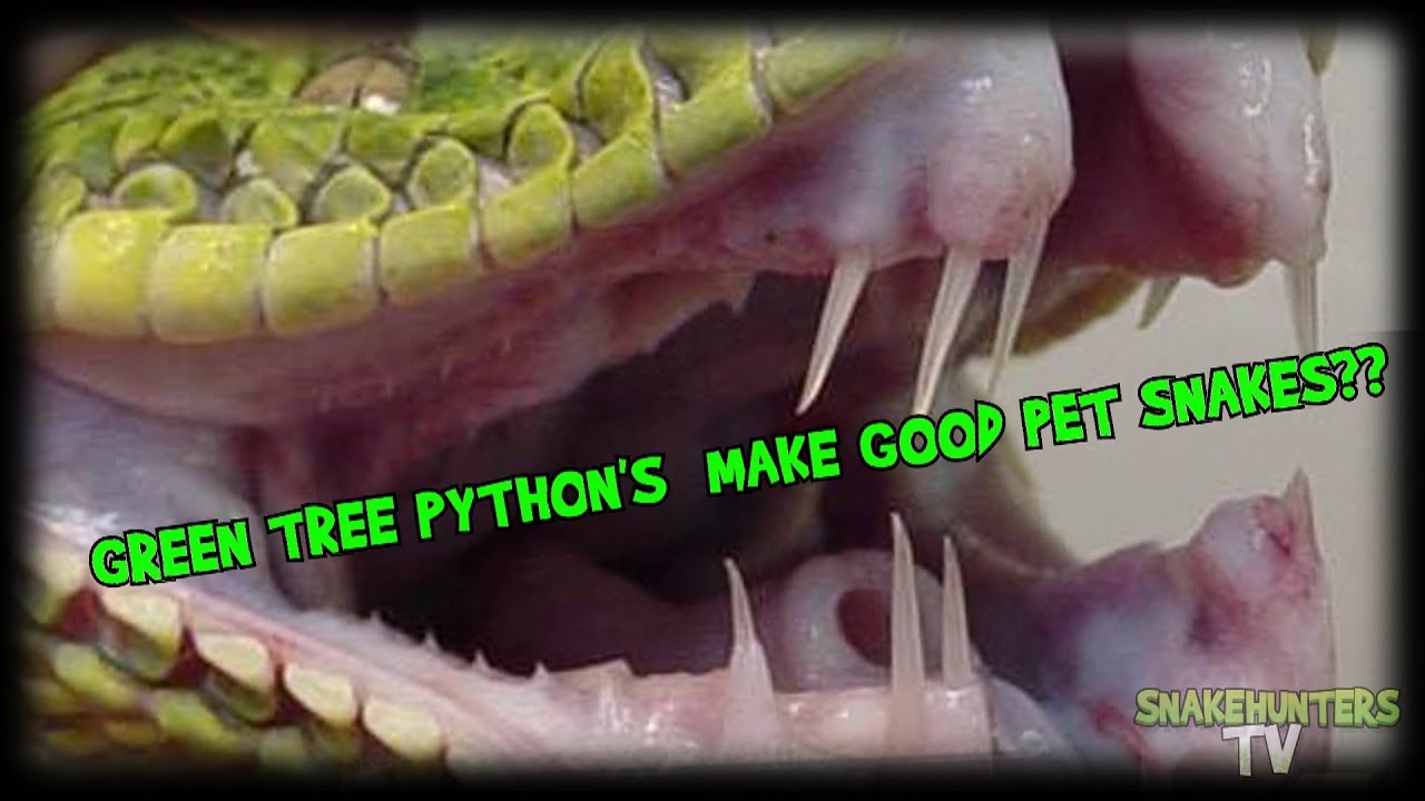 green tree python bite