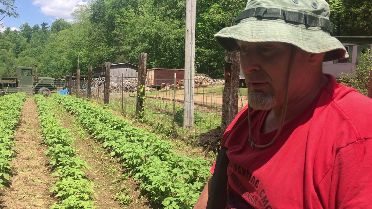 Growing Greens & Potatoes