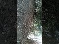 American robin in Pennsylvania on trail cam