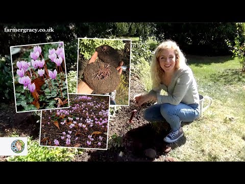 Video: Cyclamen Tubers (19 Photos): Rules For The Reproduction Of Cyclamen By Dividing The Bulb. How To Plant Tubers Correctly?