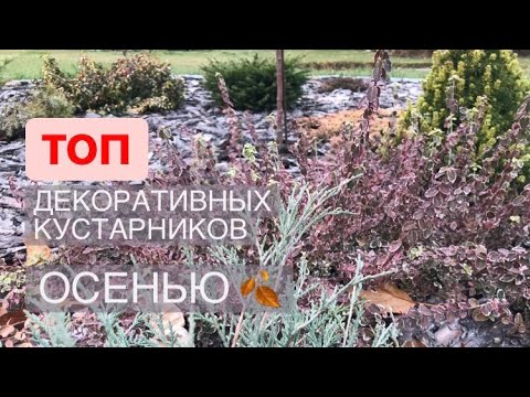 Vídeo: Spiraea Vangutta: foto, descripció, plantació i cura