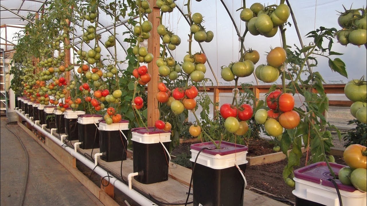 Dutch Bucket Hydroponic Systems