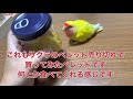 インコのペレット