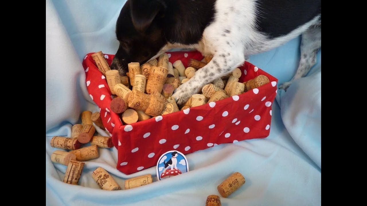 "Suchund Schnüffelspiele für den Hund" 2. Video, Hundespiele aus