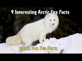 9 Interesting Arctic Fox Facts | Facts about The Arctic Foxes
