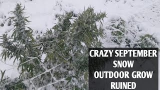 Outdoor Grow September Snow Freeze Record and Warning Colorado! Huge Loss 2020