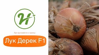 Лук Дерек F1 устойчив к трипсу!