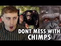 Reacting to The Terrifying Truth About Chimps