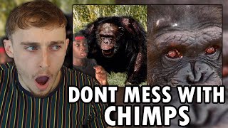 Reacting to The Terrifying Truth About Chimps