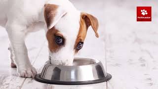 Why My Dog Is Hungry | My Dog Not Eating Food | How to Get a Dog To Eat