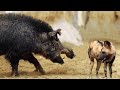 Battle of the beasts Wild dog takes on a fierce boar