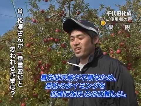 梨のお礼肥に千代田化成