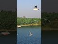#viral#trending#bollywood# beautiful#nature#amazing #biodiversity#birds#Panchhi Nadiya# Sonu Nigam