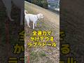 猛スピードでかけ下りる大型犬ラブラドールレトリバー #shorts #shortvideo #ラブラドールレトリバー