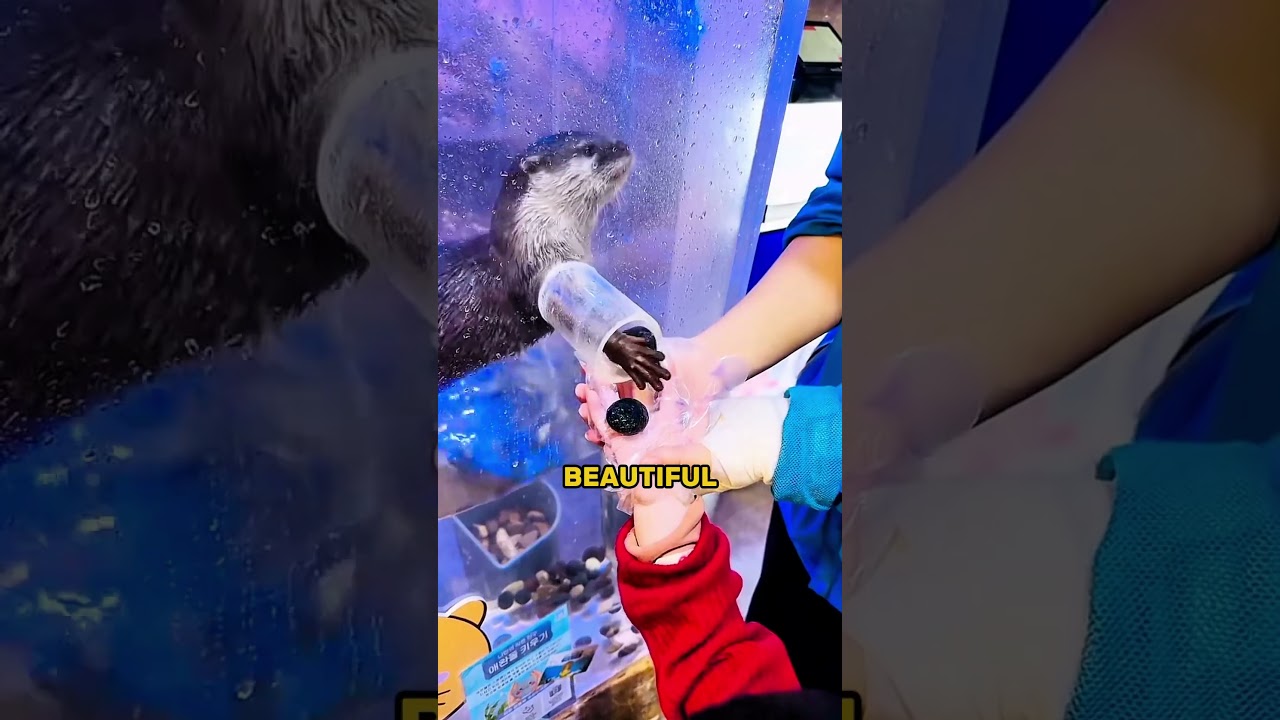 This Otter Gives You Gifts🦦