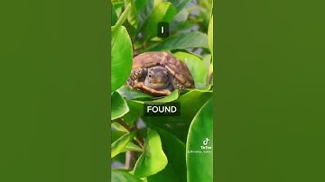 🚨OMG A TREE TURTLE!!!🚨#turtle #tree #reptile #joke #animals