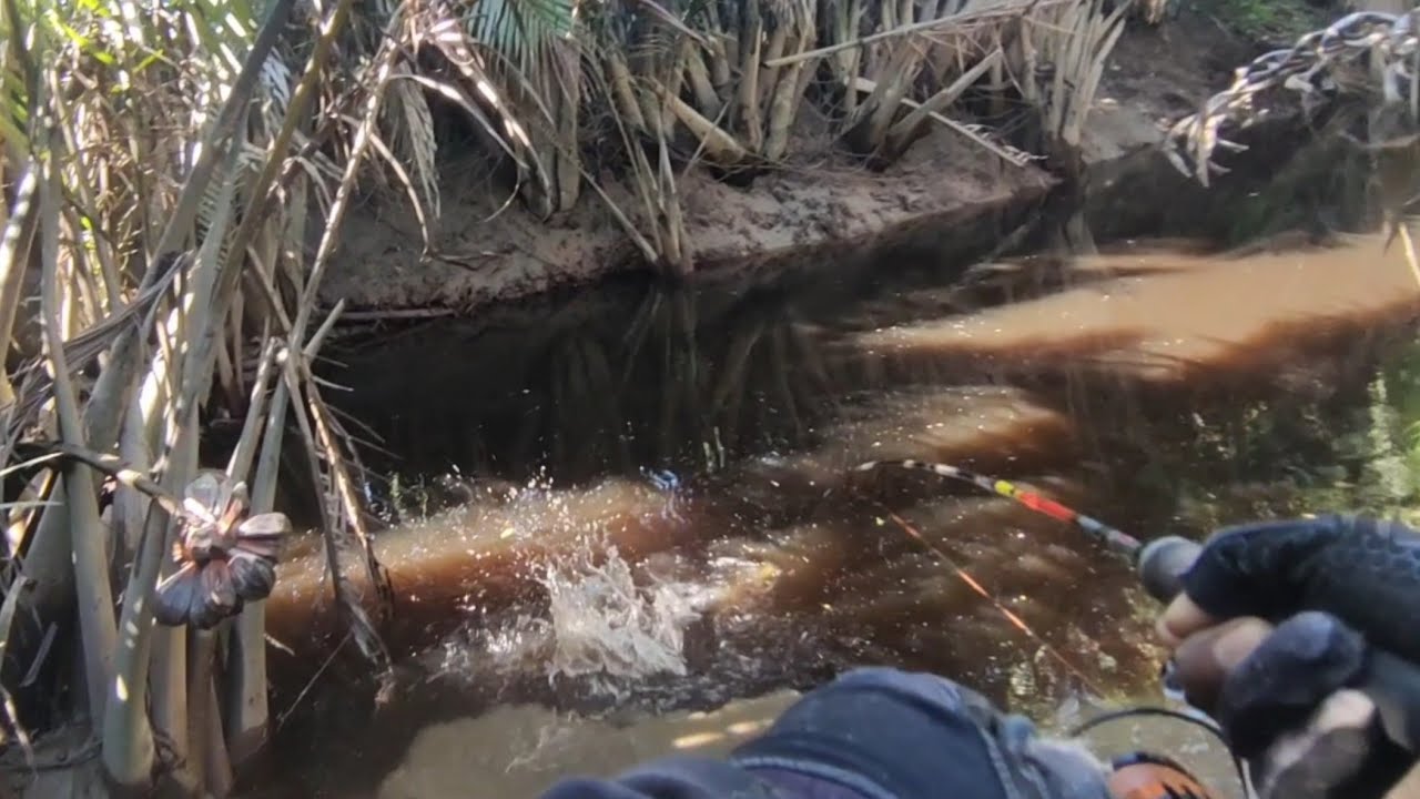 casting kakap putih di muara Tarakan || dapat jackpot blackbass @WAIKI58