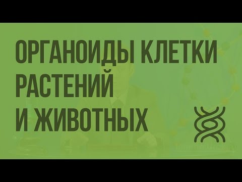 Видео: Какие органеллы есть в клетках растений и животных?