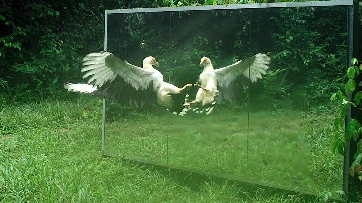 A Palm-nut Vulture attacks its reflection in a mir...