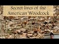 Hidden lives of the American Woodcock 2020