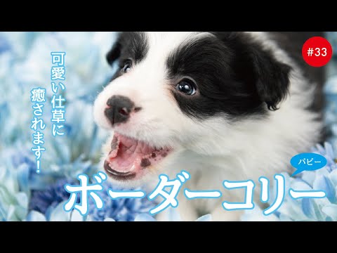 かわいいボーダーコリーの子犬たち 33 Border Collie Youtube