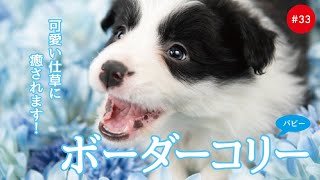 かわいいボーダーコリーの子犬たち #33 Border Collie