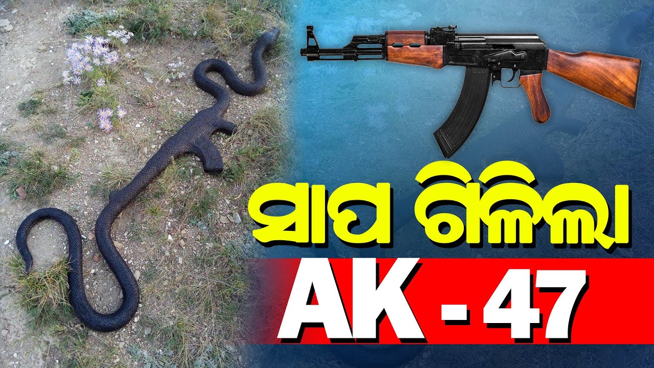 Social Media Viral Photo of Snake Shallow AK47 // ସାପ ଗିଳିଲା AK 47