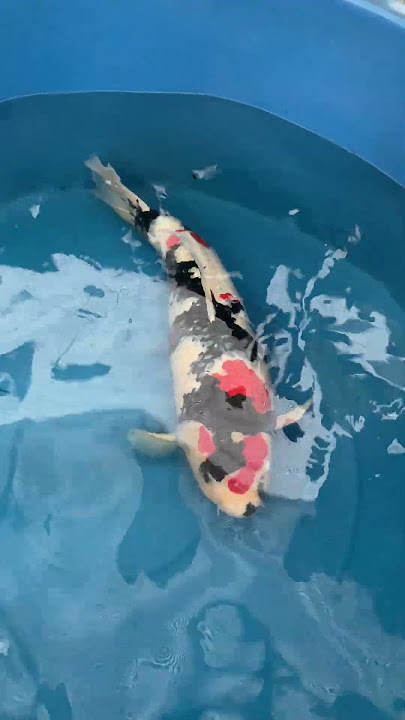 1 Meter Size Japanese Koi! Variety 👉🏻 'Showa' #koi #fishing #japan