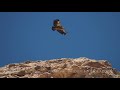 Griffon vulture Israel Negev / 4K נשר מקראי