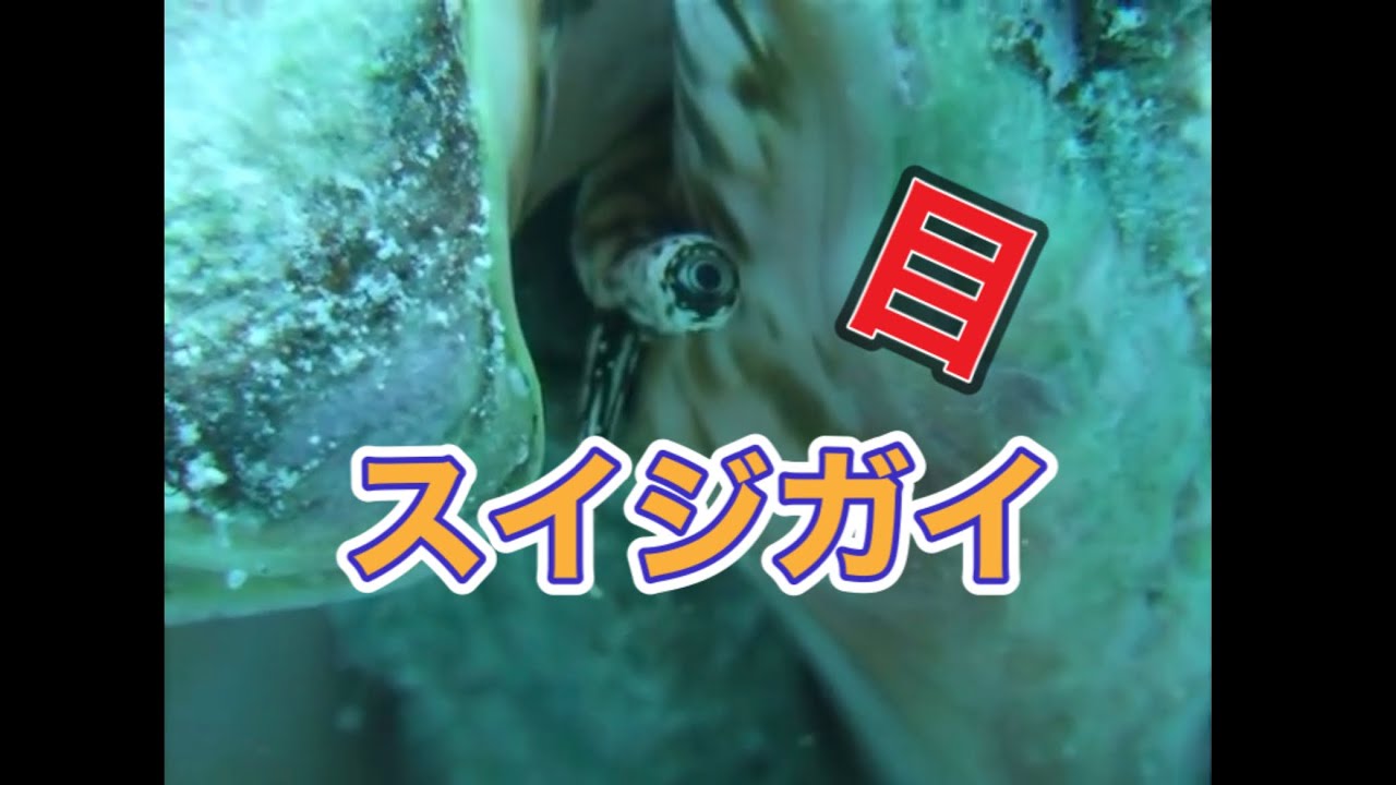 ジィッと見てるぞ スイジ貝の目 ディーズパルス沖縄 Youtube ジィッと見てるぞ スイジ貝の目 ディーズパルス沖縄 Youtube