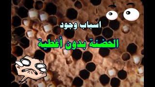 حضنة نحل بدون أغطية (الحضنة الصلعاء ) Bald brood