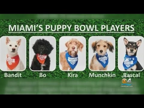Video: Letošní „Puppy Bowl“bude obsahovat 3 rozkošné speciální štěňata