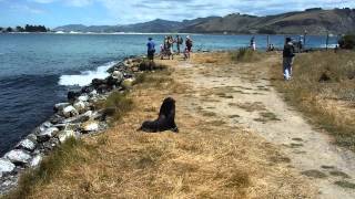 20150116 Otago Peninsula, New Zealand, Part 13：Taiaroa Head, Seals
