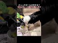 キャッチボールの天才犬？それとも一人遊びの達人犬？