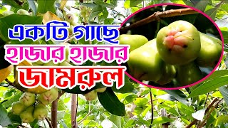 Jamrulwater Applejava Apple Plant - জমরল গছ - পরচর ফলন - Rose Apple