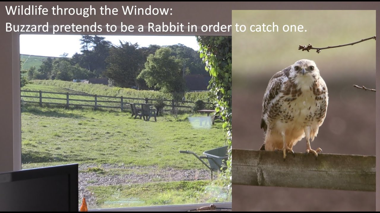 Bunny Buzzard : Buzzard hunts rabbit by pretending to be one - YouTube