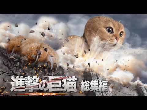 Attack on Cat Omnibus【Catmeme】 - YouTube