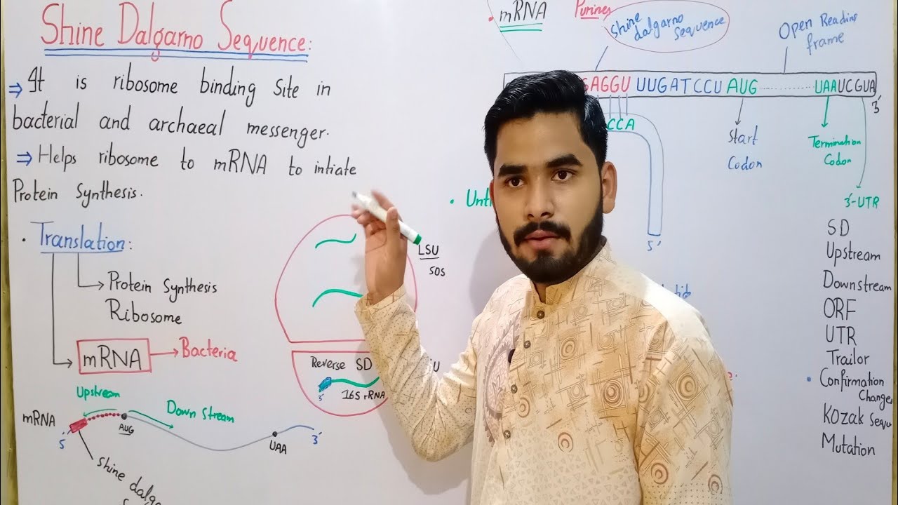 Shine Dalgarno Sequence In Urdu Hindi In Details