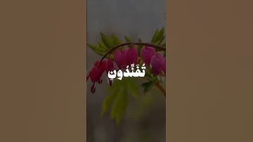 الشيخ محمد المنشاوي|سورة يوسف #اكسبلور #دويتو #لايك