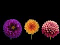 Blooming Flowers Timelapse 
