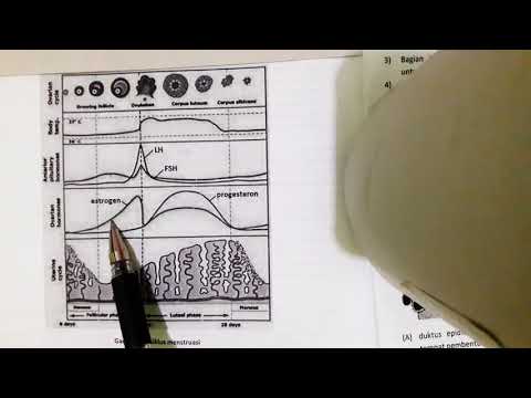 Video: Bagaimanakah endometrium terbentuk?