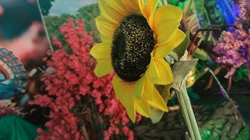 Robotic Butterfly Show held at Mangalore #Butterfly #robotic #exhibition #mangalore