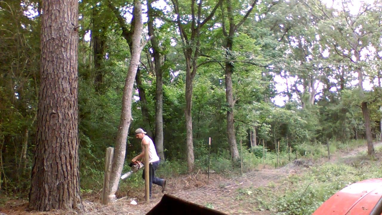 Stihl ms251 cutting down tree with chainsaw - YouTube